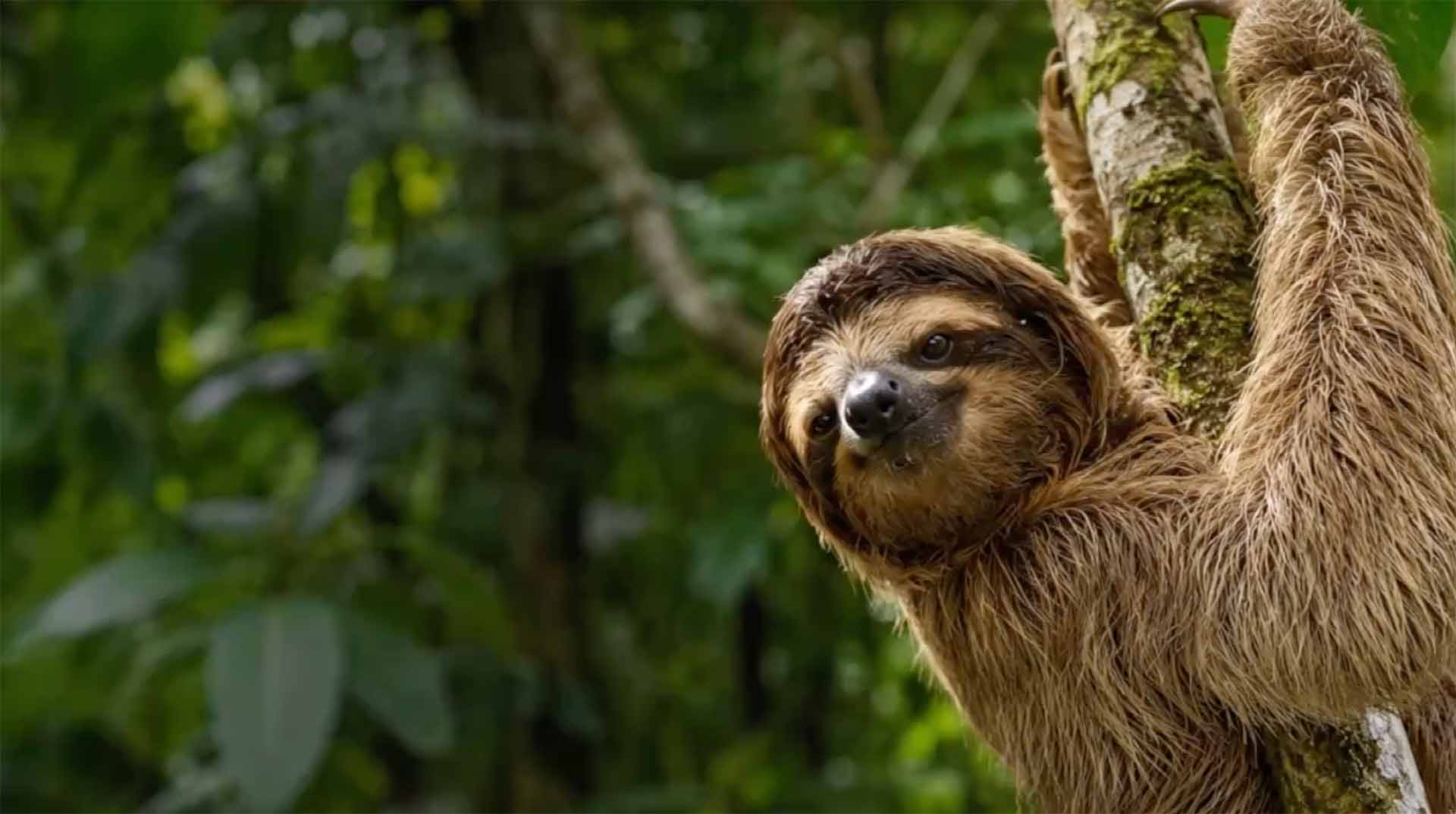 Private Sloth and Wildlife Rainforest Tour in Costa Rica