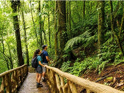 Rainforest Trails500