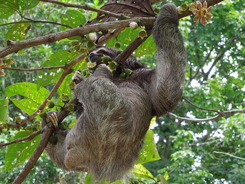Wildlife in Tenorio rainforest